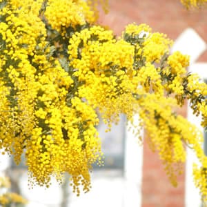 アシンメトリーを楽しめるお花まとめ