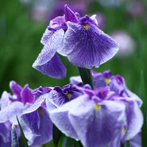 素朴さを重視した華道デザインに使える花