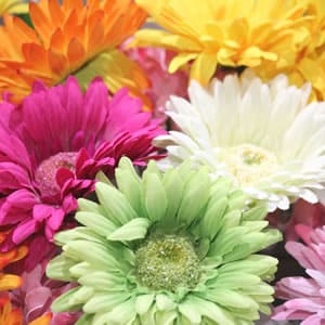 シンプルなガーベラで花使いをマスター