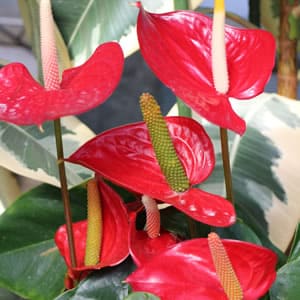 大胆な華道デザインに役立つお花まとめ