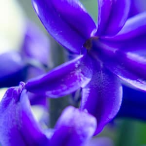 きれいな紫色のお花まとめ【応用】
